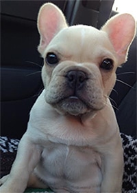 Dog named Ernest Elliott Orthodontics Merrimack New Boston NH
